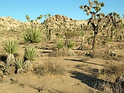 Joshua Tree National Park