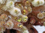 Cholla Cactus Garden