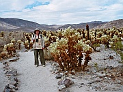 Cholla Cactus Garden