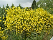 Monte Oliveto Maggiore