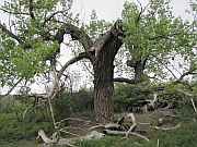Dinosaur Provincial Park