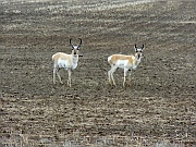 Pronghorns (Gabelböcke)
