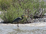Great Blue Heron (Graureiher)