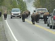 Hayden Valley – Bisons