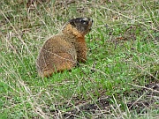 Yellow-Bellied Marmot