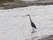 Great Blue Heron (Graureiher)