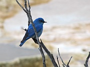 Mountain Bluebird