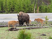 Madison – Bisonherde