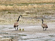 Canada Goose