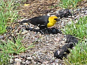 Yellow-Headed Blackbird