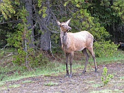 Mule Deer