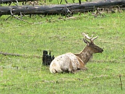 Wapiti