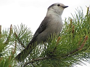Gray Jay (Meisenhäher)