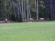 Elk
