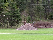 Elk