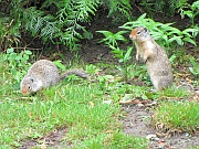 Columbian Ground Squirrel