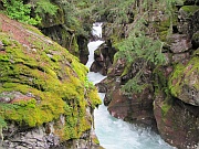 Trail Of The Cedars