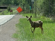 Mule Deer