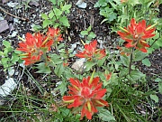 Indian Paintbrush
