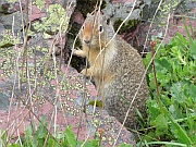 Columbian Ground Squirrel