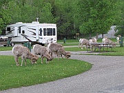 Bighorn Sheep