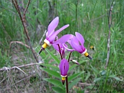 Shooting Star