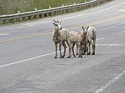 Rocky Mountain Sheep