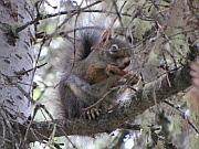 Black Squirrel