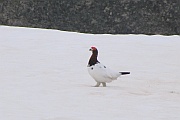 Ptarmigan (Schneehuhn)