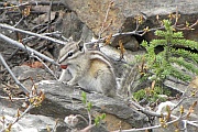 Antelope Ground Squirrel