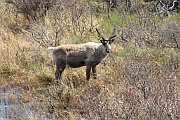 Caribou (Rentier)