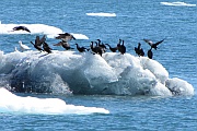 Cormorants (Kormorane)