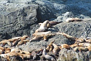 Sea Lions (Seelöwen)