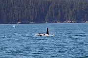 Killer Whales (Schwertwale)