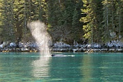 Whale (Wal)