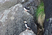 Puffins (Papageitaucher)