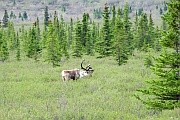 Caribou (Rentier)