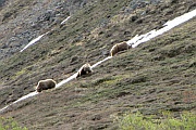 Grizzlys