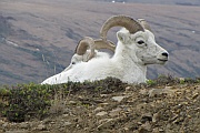Dall Sheep (Dallschafe)