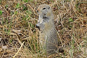 Arctic Ground Squirrel