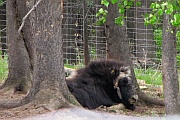 Musk Ox (Moschusochse)