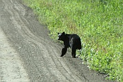 Black Bear (Schwarzbär)