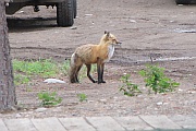 Fox (Fuchs)