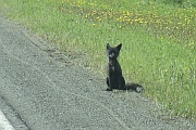 Fox (Fuchs)