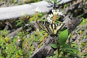 Canadian Tiger Swallowtail