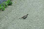 Ruffed Grouse (Kragenhuhn)