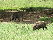 Parco Regionale della Maremma