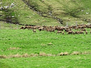 Cairngorms National Park