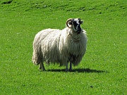 Killin – Schafbock