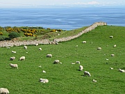 Highlands – bei Portgower